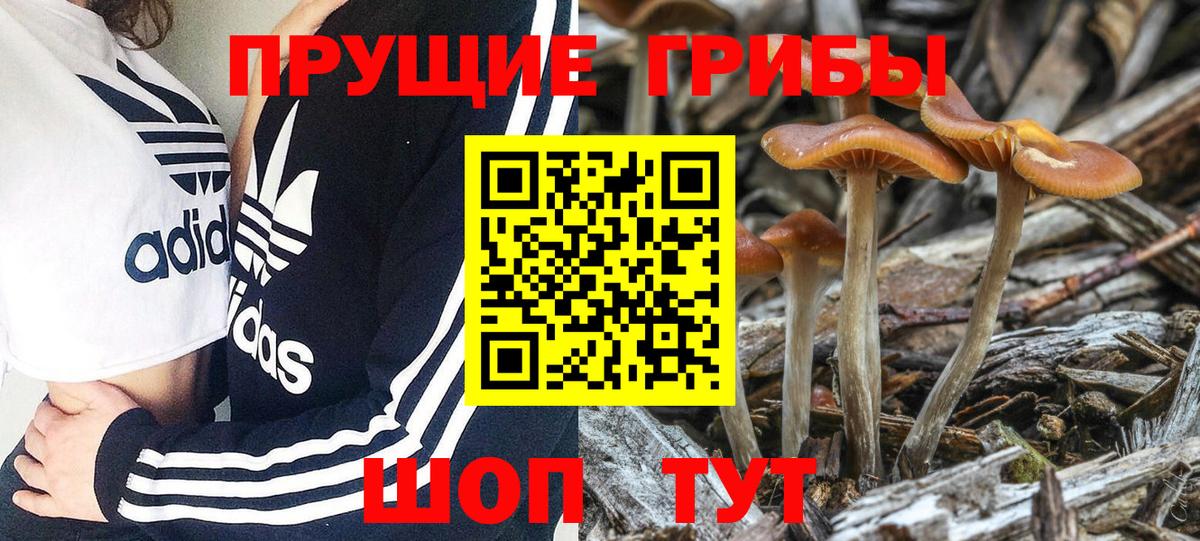 Галлюциногенные грибы GOLDEN TEACHER  как найти   Майкоп  Вход с VPN 